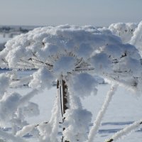 Зимние цветы...Садовник их -зима седая... :: ЛЮДМИЛА 