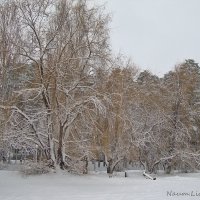 Ажур зимы :: Лидия (naum.lidiya)