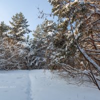 Снежный зимний пейзаж :: Александр Синдерёв