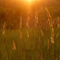Травинки-былинки на закатном солнышке :: Raduzka (Надежда Веркина)