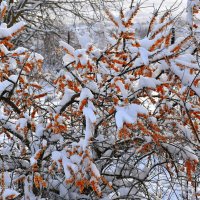 Ягода в снегу :: Геннадий Пугачёв