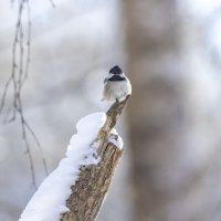 зима птицы подмосковья. :: юрий макаров