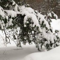 Согнувшись под снегом :: Андрей Снегерёв