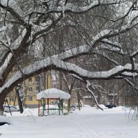 Под снегом января :: Galina Solovova