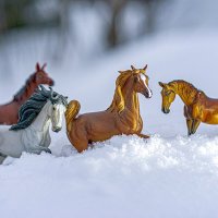 Кони мои кони :: Galina Iskandarova