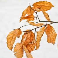 зимние листья :: юрий иванов 