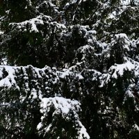 Зима в Южной Германии 56 :: Алексей Кузнецов