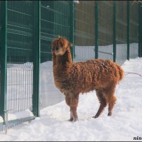 Зима в ростовском зоопарке :: Нина Бутко