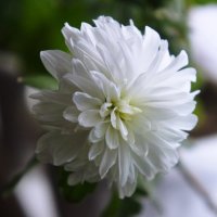Цветок хризантемы. :: сергей 