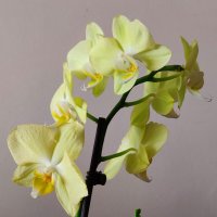 Орхидея ! :: Светлана Хращевская