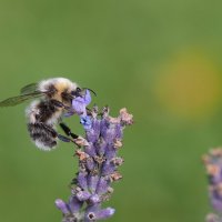 Лето, пчёлы, лаванда. :: Евгений Седов