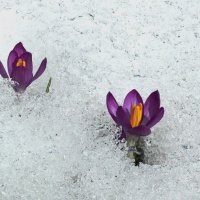 Вспоминая весну...Встреча в снегах.... Первоцветы, крокусы :: ГЕНРИХ 