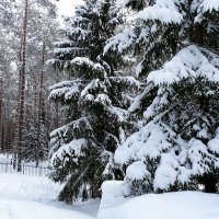 Под белым снегом января. :: Милешкин Владимир Алексеевич 