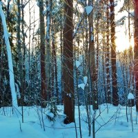 снег.,солнце,деревья. :: Владимир 