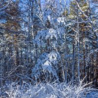 Зимний лес на перевале. :: Алексей Трухин