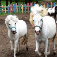 Пони тоже кони! :: Надежда 