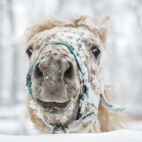 Девушка и селфи... :: Елена Логачева