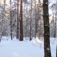 В лесу после снегопада . :: Мила Бовкун