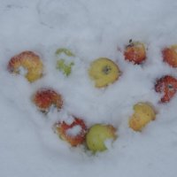 Яблоки на снегу! :: Елена 