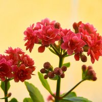 Kalanchoe blossfeldiana :: Владимир Башко