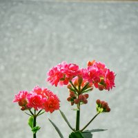 Kalanchoe blossfeldiana :: Владимир Башко