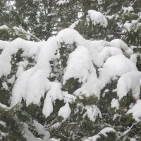 Снежные лапы зимы :: Нина Бутко
