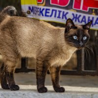 Кошка :: Анатолий Чикчирный
