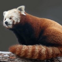 Красная панда :: Михаил Бибичков