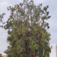 Это дерево эвкалипт! :: Светлана Хращевская