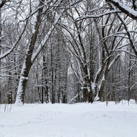 В зимнем парке тополя так грустны...! :: Милешкин Владимир Алексеевич 