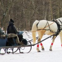 ЗИМНИЕ КАТАНИЯ НА ЛОШАДЯХ В ПАРКЕ :: Валентина 