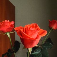 Розы в январе - это сказка! :: Галина Квасникова