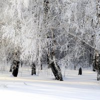 Чёрно-белая зима :: Татьяна Лютаева