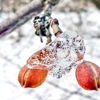 почки яблони и снег :: юрий иванов 