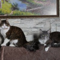 Коты и картина :: Cергей Кочнев