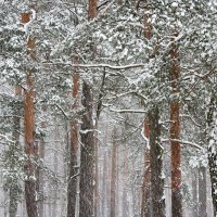 Снежный день. :: Liliya Kharlamova
