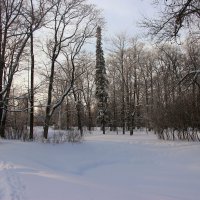 Александровский парк. Февраль :: Наталья Герасимова