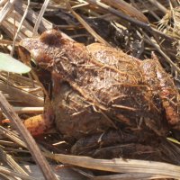 Пробуждение травяной лягушки :: Алла Яшникова