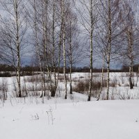 Стройные русские берёзки. :: Милешкин Владимир Алексеевич 