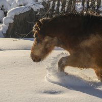 Тяжелая прогулка по снегу :: Сергей Шаврин