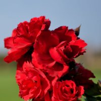розы в октябре...  #2 :: Андрей Вестмит