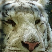 Белый бенгальский тигр :: Лидия Бусурина