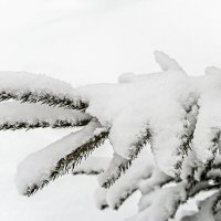 Лапка еловая в шубке снежной :: Ольга Дядченко