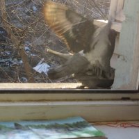 За окном голуби по-своему отмечают День влюбленных... Взмахи крыльев помогают в сексе... :: Alex Aro Aro Алексей Арошенко