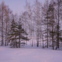 Зима,лесозащитная полоса. :: сергей 