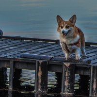 "Так вот она какая - белая ночь в Карелии!" :: Владимир Безбородов