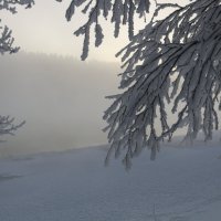 Река в тумане :: Ольга 