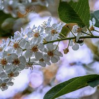 Вечерняя черемуха. :: Герман Воробьев