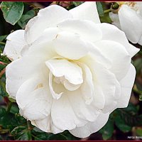 Белая роза!. :: Валерьян Запорожченко