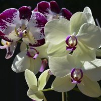 Орхидея грациозна, нежной хрупкости полна... :: Тамара Бедай 